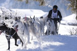 Lenk 2013